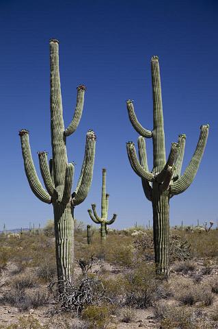 134 Organ Pipe Cactus National Monument.jpg
